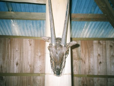 Saola