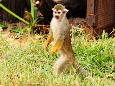 Savannah Monkey