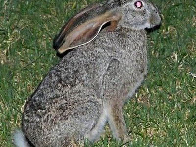 Scrub Hare