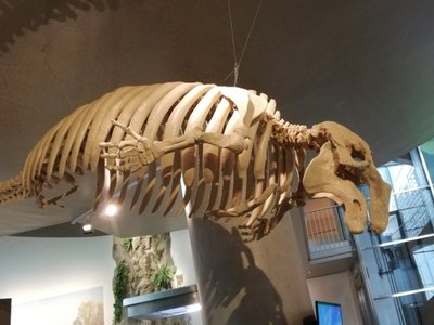 Sea Cow