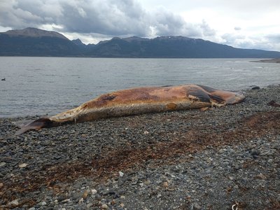 Sei Whale