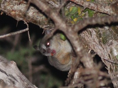 Senegal Galago