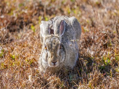 Serengeti Hare