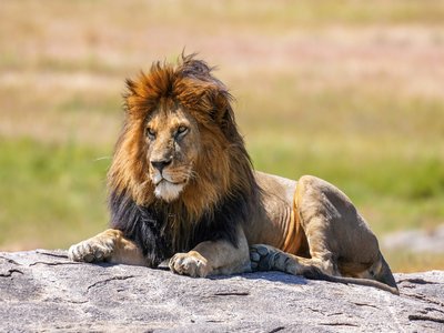 Serengeti Lion