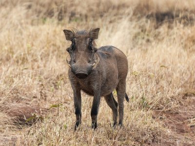 Serengeti Warthog