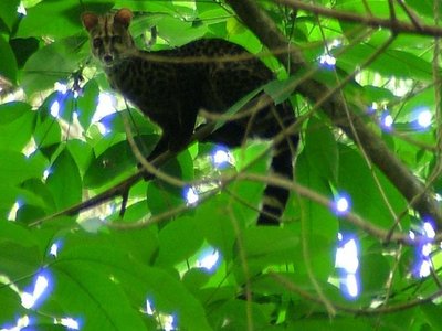 Servaline Genet