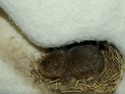 Siberian Brown Lemming