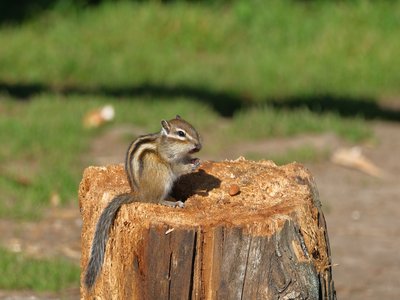 Siberian Chipmunk