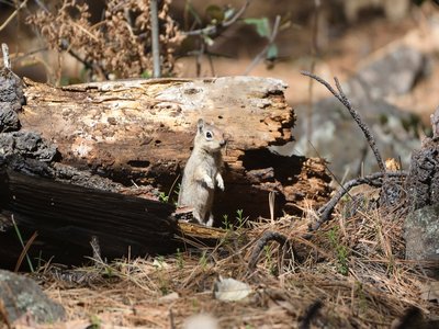 Sierra Madre Ground Squirrel