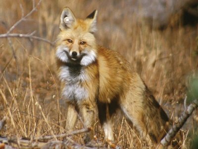 Sierra Nevada Red Fox