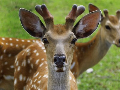 Silka Deer