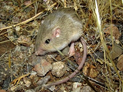 Silky Pocket Mouse
