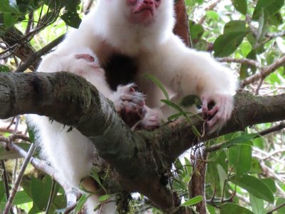 Silky Sifaka