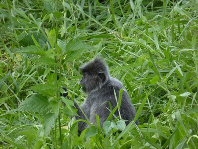 Silver Leaf Monkey