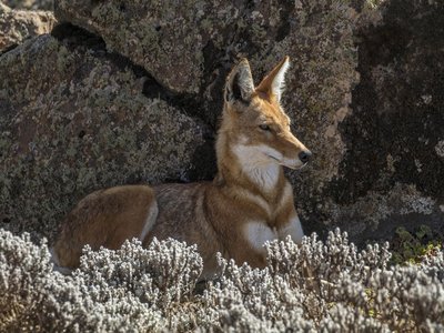 Simien Wolf