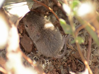 Sinaloan Pocket Mouse