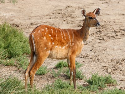 Sitatunga