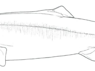 Sleeper Shark