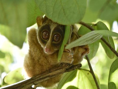 Slender Loris