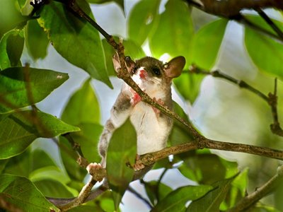 Slender Mouse Opossum