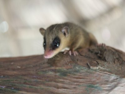 Slender Opossum