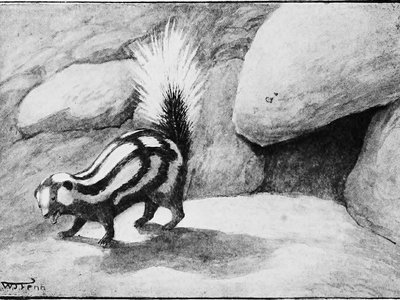 Slender Skunk