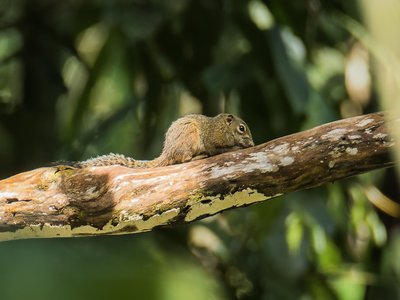Slender Squirrel