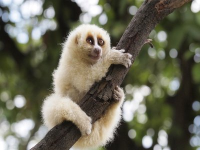 Slow Loris