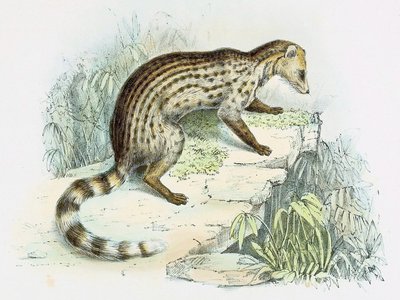 Small Indian Civet