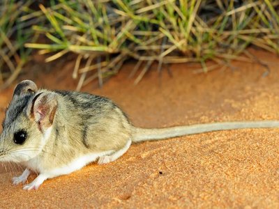 Sminthopsis Mouse