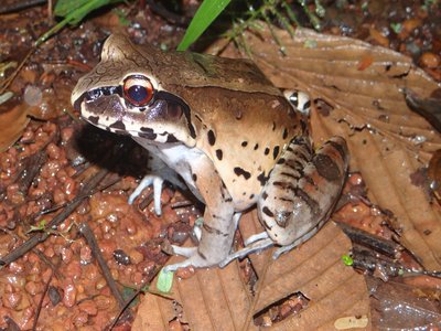 Smoky Jungle Frog