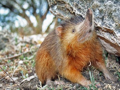 Solenodon