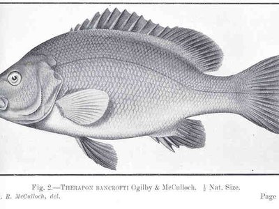 Sooty Grunter