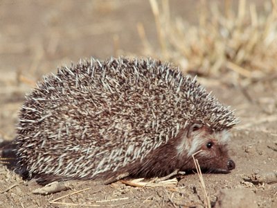 South African Hedgehog