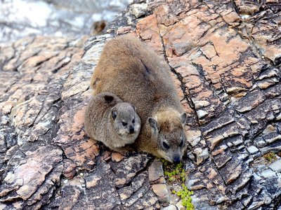 South African Rock Dassie