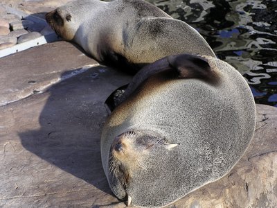 South American Fur Seal