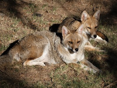 South American Gray Fox