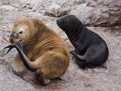 South American Sea Lion