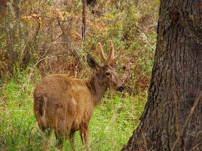 South Andean Huemul