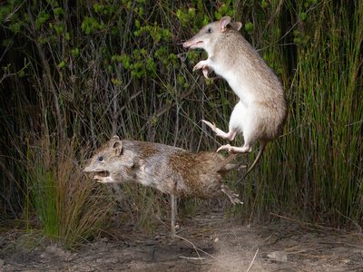 Southern Bandicoot