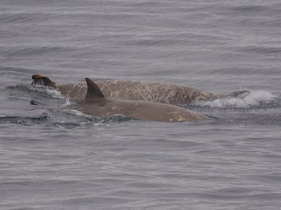 Southern Bottlenose Whale