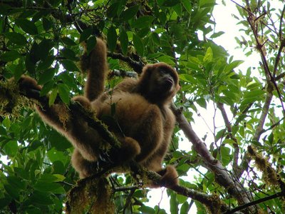 Southern Muriqui