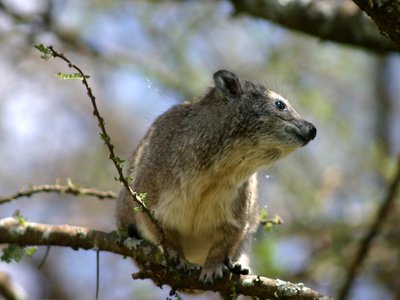 Southern Tree Hyrax
