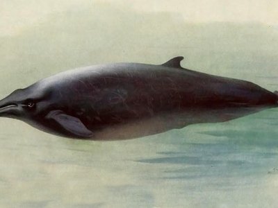 Sowerbys Beaked Whale