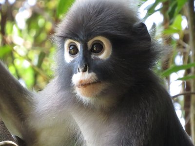 Spectacled Langur