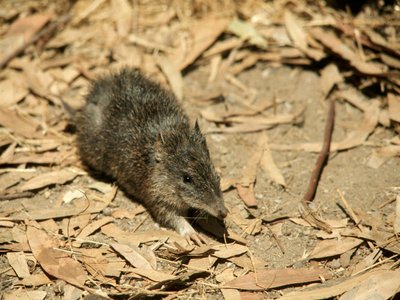 Spiny Bandicoot