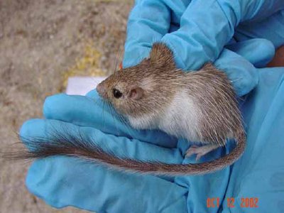 Spiny Pocket Mouse