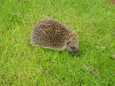 Spiny Shrew
