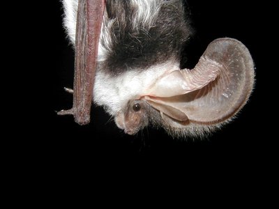 Spotted Bat