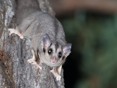 Squirrel Glider